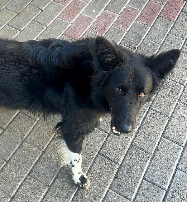 NICHOLAS BORDER COLLIE Foto 5